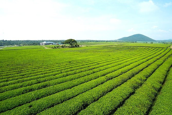 10day Small Group Discover Korea Tour : History, Food and Culture - Gyeongju Temple Deep Time: Golgulsa stay, Bulguksa, and Seokguram