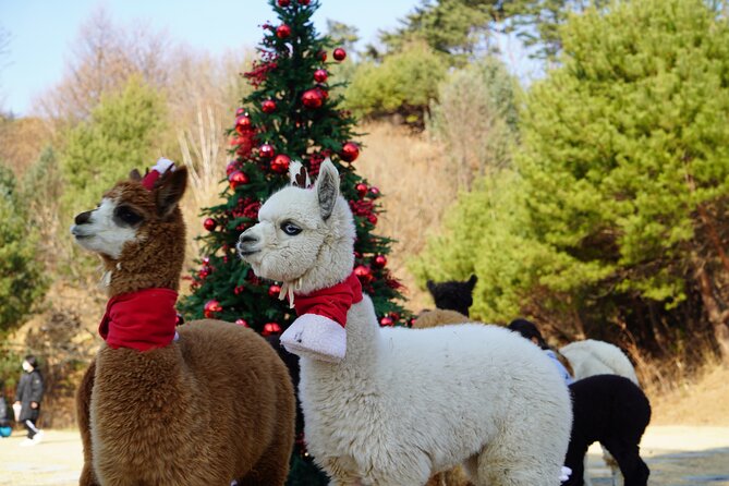 Alpaca, Nami, Eobi with Rail Bike or Strawberry - Key highlights worth planning around