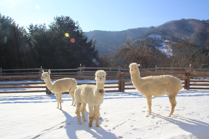 Alpaca, Nami, Eobi with Rail Bike or Strawberry - Alpaca World: the cutest start with real interaction time