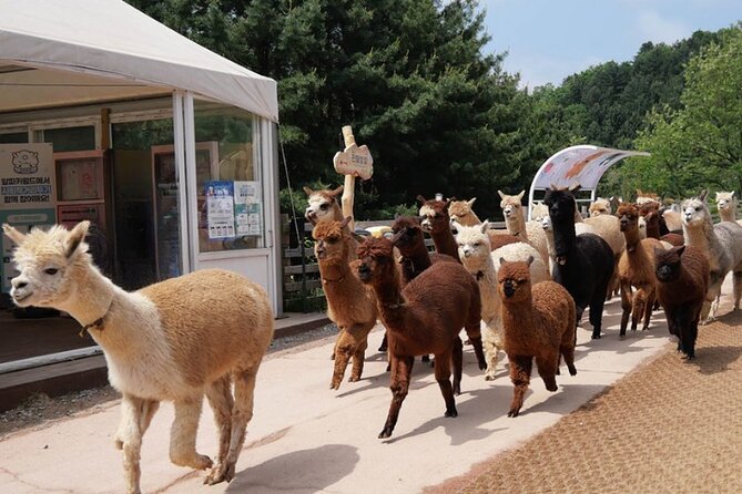 Alpaca World and Nami Island with Gangchon Rail Bike Tour - Price and Value: What $65.45 Covers