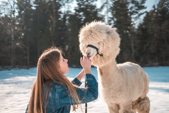 Alpaca World & Nami Island & Garden of Morning Calm One Day Tour - Price and Value: Why About $78 Can Work (If You Want All Three)