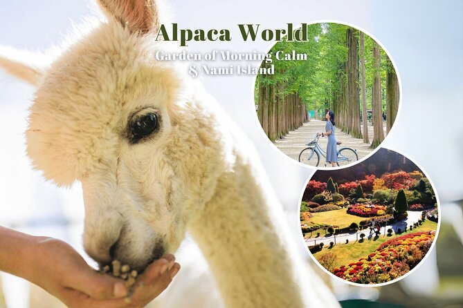 Alpaca World & Nami Island & Garden of Morning Calm One Day Tour - Stop 1, Alpaca World: Feeding Time and Other Farm Friends