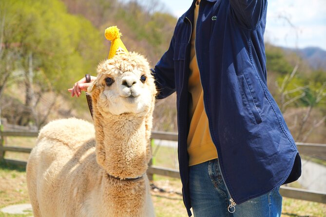 Alpaca World Tour with Nami Island (optional Railbike or Garden) - How This Seoul Day Trip Works (and Why 12-13 Hours Matters)