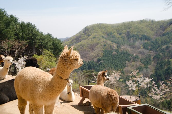 Alpaca World Tour with Nami Island (optional Railbike or Garden) - Stop 2: Nami Island Tree-Lined Walks (and How to Use Your 3 Hours)