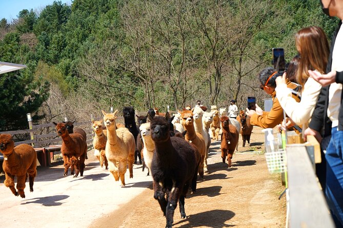 Alpaca World Tour with Nami Island (optional Railbike or Garden) - The Stay HEALING PARK Starlight Festival: Winter Night Atmosphere
