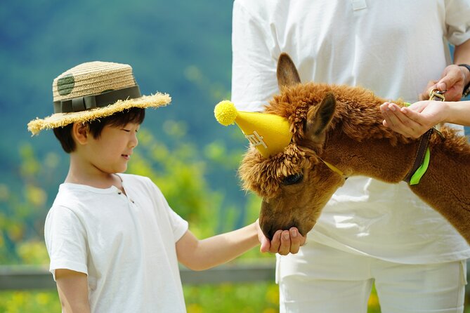 Alpaca World Tour with Nami Island (optional Railbike or Garden) - Stop 1: Alpaca World (Feeding, Touching, and the Stamp-to-Sticker Moment)