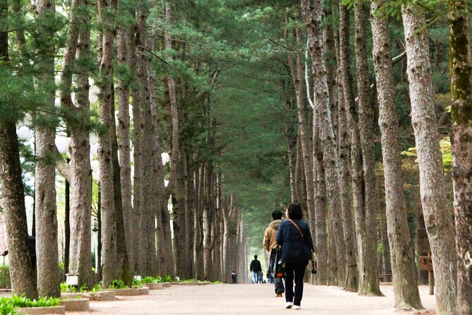 Day Trip to Nami Island with Rail bike and The Garden of Morning Calm - How this Seoul day trip saves you work