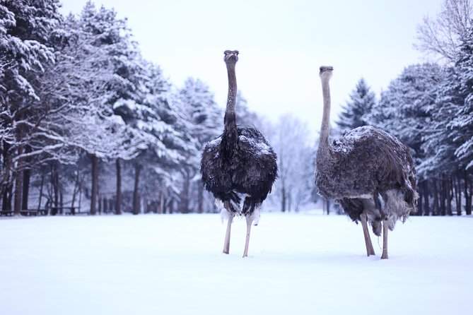 Elysian Gangchon Winter Ski with Nami Island Day Tour from Seoul - Elysian Gangchon Ski Resort: beginner friendly lessons and lift time