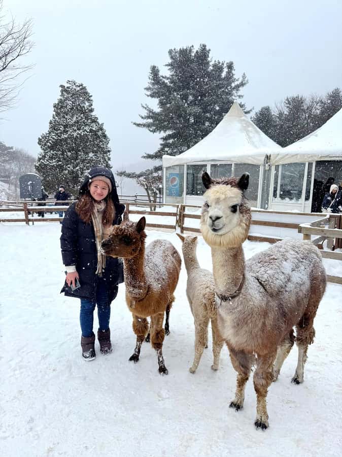 Eobi Ice Valley & Nami (+ Light Festival, Railbike, Alpaca) - Key points that matter