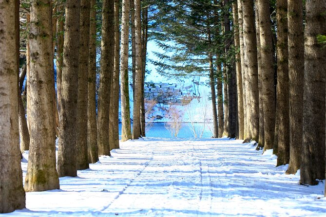 Eobi Ice Wall & Nami Island & Morning Calm Light Festival - Who This Tour Fits Best (And Who Should Rethink It)