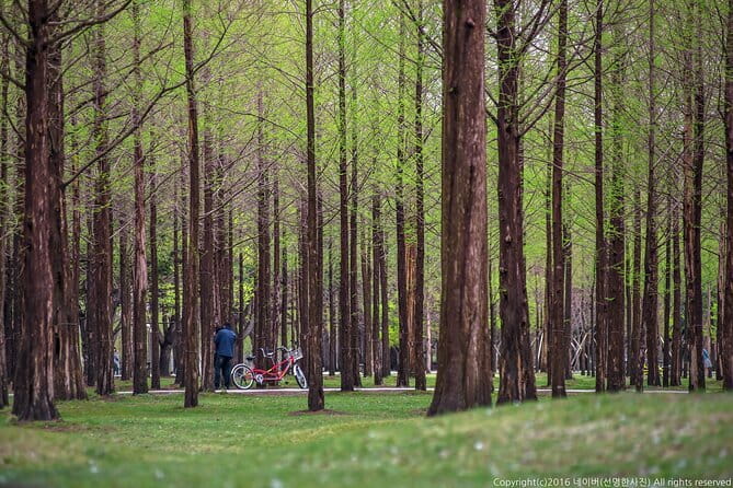 Eobi+Nami+Hanbok Tour with Rail Bike or Strawberry Option - A Winter Photo Run: Eobi Ice Valley, Nami Island, and Hanbok