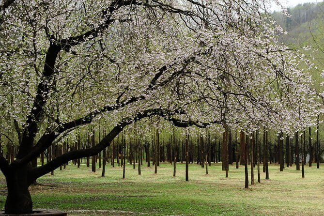 Eobi+Nami+Hanbok Tour with Rail Bike or Strawberry Option - Getting From Seoul Without the Headache