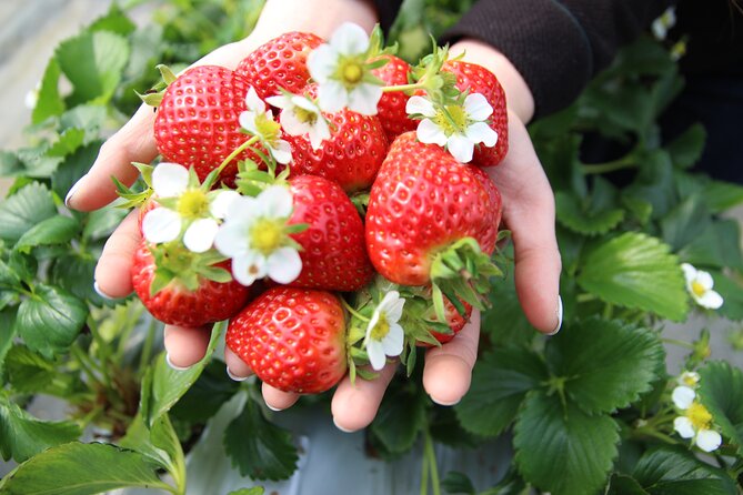 Eobi Valley(Winter), Strawberry, Nami Island & Railbike fr Seoul - Stop 1: Yangsu-ri strawberry picking, 1 hour with an added jam twist