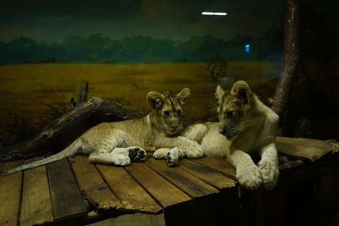 EVERLAND "From Hotel to Hotel" [Premium Private Tour: Only One Group for You] - What Everland Is Really Like: Rides, Animals, and Year-Round Festivals