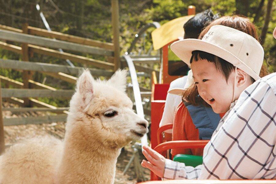 From Seoul: Full Day Trip to Alpaca Farm with Rail Bike - Should you book this Alpaca Farm plus rail bike and luge day?