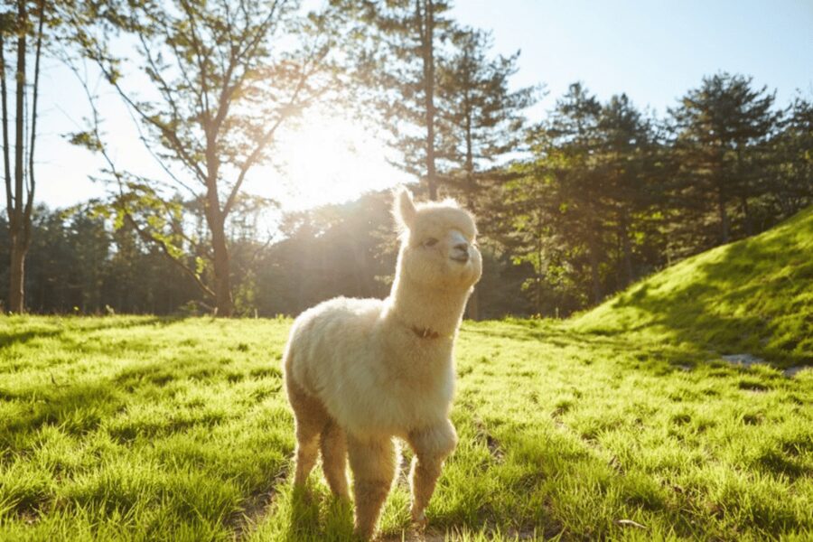 From Seoul: Full Day Trip to Alpaca Farm with Rail Bike - Gangchon Rail Park rail bike: the easy ride with real scenery