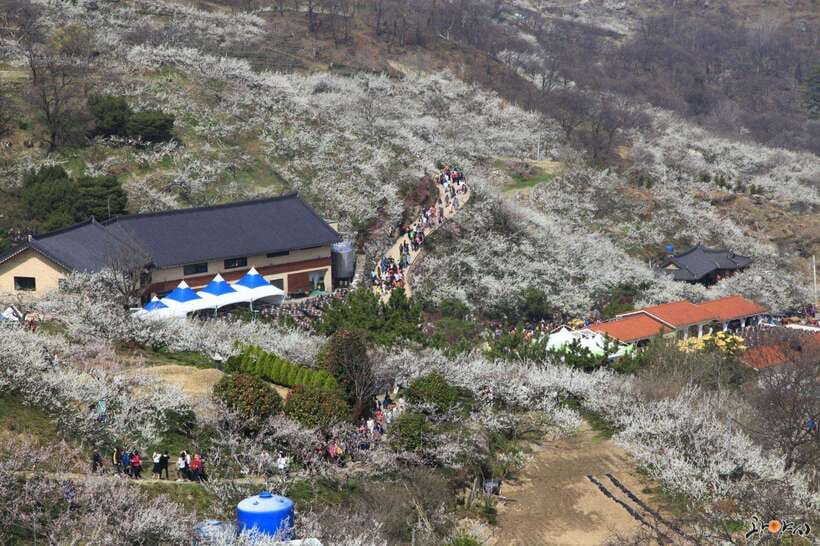 From Seoul: Korea Spring Cherry Blossom Day Tour - Key highlights at a glance
