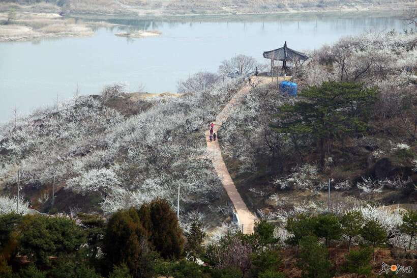 From Seoul: Korea Spring Cherry Blossom Day Tour - How this Seoul flower tour really works (and why your option matters)