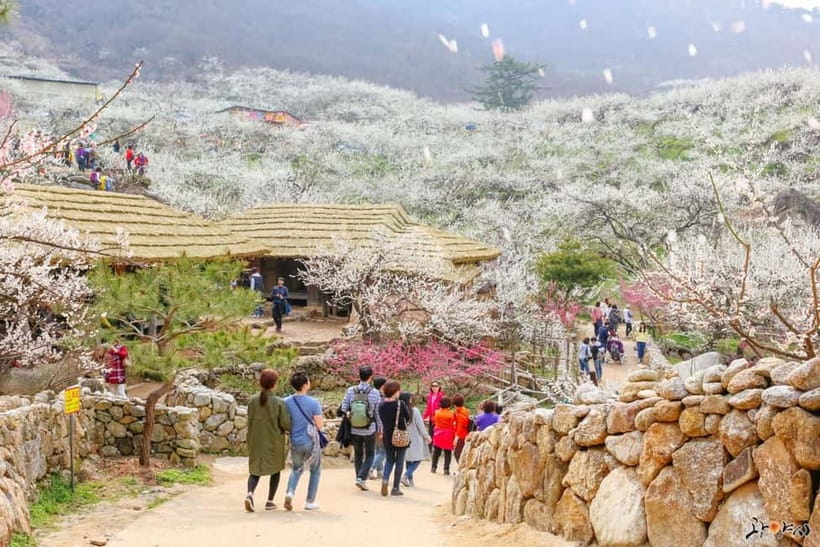 From Seoul: Korea Spring Cherry Blossom Day Tour - Donghaksa Temple and cherry blossoms that frame an old place