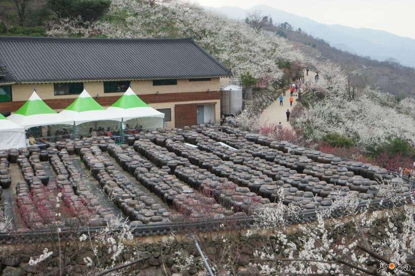 From Seoul: Korea Spring Cherry Blossom Day Tour - Gwangyang Maehwa Plum Village and the Seomjin River bloom effect