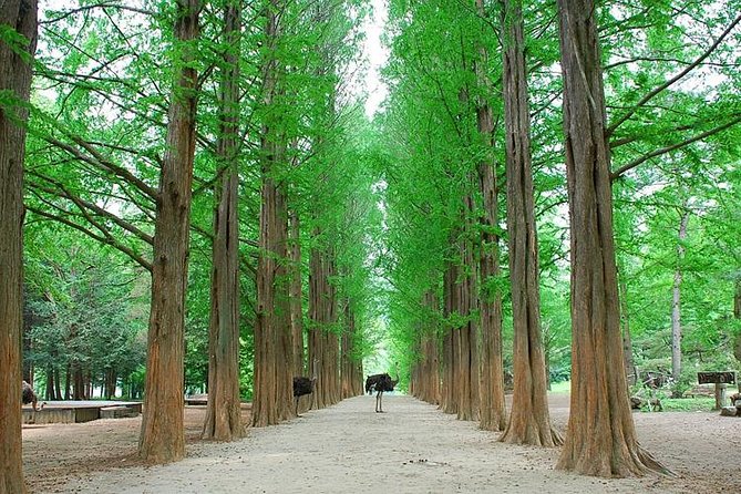 Full-Day Customizable Private Tour to Nami Island and surrounding Area - Garden of Morning Calm: the must-do for garden lovers and winter nights