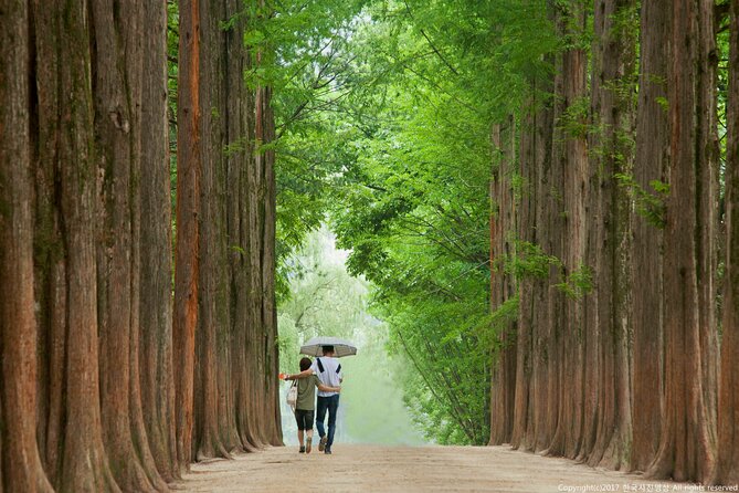 Full Day Private Tour Nami Island, Garden & Petite France - Nami Island: K-drama fame meets real walking time