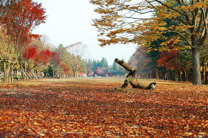 Full Day Private Tour Nami Island, Garden & Petite France - The commute from Seoul: private pickup, real timing, and traffic reality