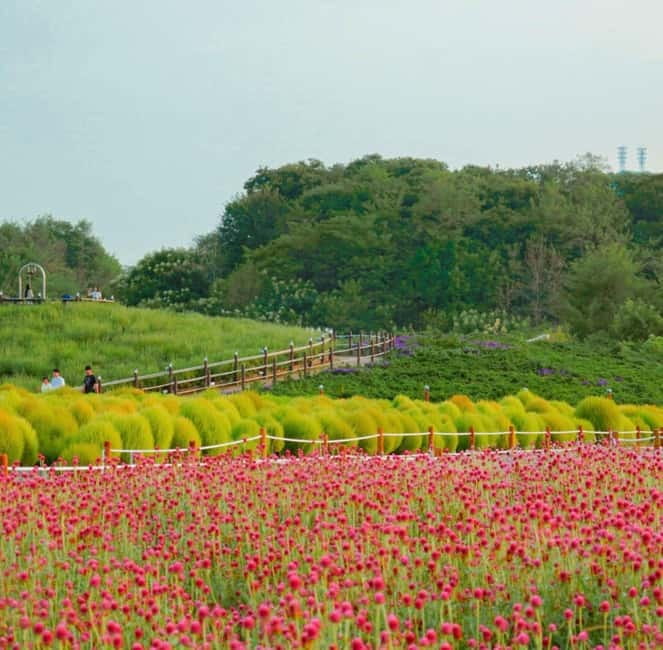 Hantan Canyon & Goseokjeong Flower Garden & Pink Muhly Park - Key highlights you will care about