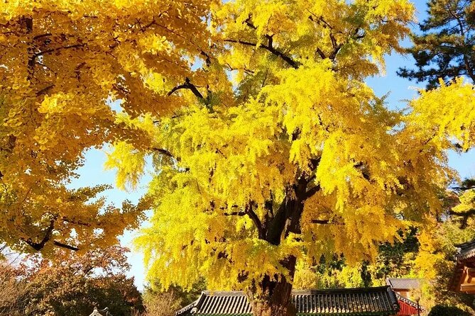 Jeonju Hanok Village Full-Day Tour:Jangtaesan Autumn Foliage - Jeonju Hanok Village: traditional streets with a guide doing the heavy lifting