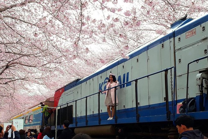 Jinhae Cherry Blossom + Busan Sunrise from Seoul - Jinhae Cherry Blossoms: More Than a Pretty Drive