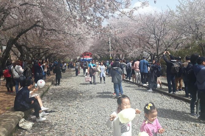 Jinhae Cherry Blossom + Busan Sunrise from Seoul - Haedong Yonggungsa Sunrise: Sea-Temple Light You Can Plan Around