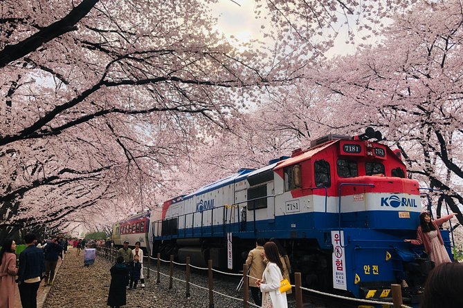 Jinhae Cherry Blossom + Busan Sunrise from Seoul - Yeojwacheon Stream and Gyeonghwa Station: Where the Pink Roads Happen