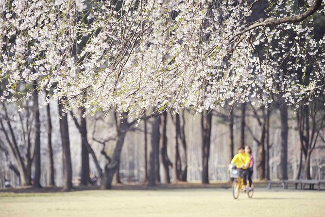 Mount Seorak and Nami Island One Day Tour from Seoul - What the Best Guides Do, and Why It Matters on a Packed Day