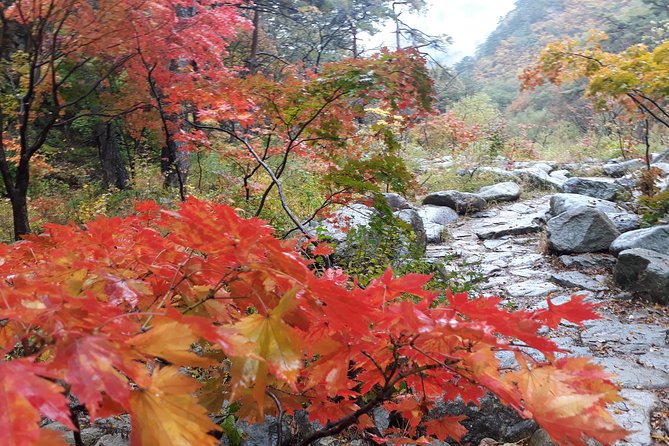 Mt. Seorak+Nami Island+Garden of Morning Calm Day Trip from Seoul - Garden of Morning Calm: short visit, big walking satisfaction