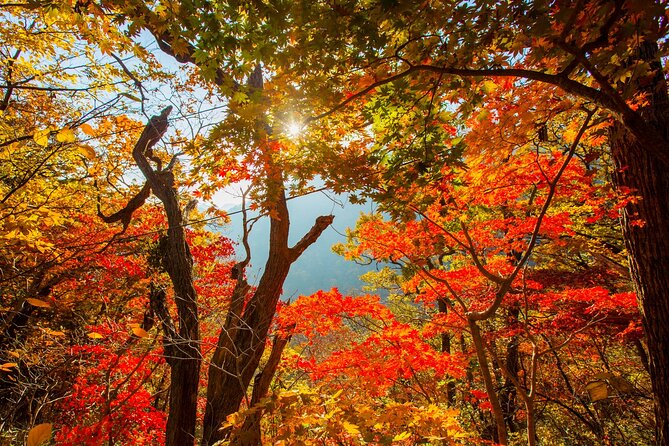 Naejangsan National Park Autumn Foliage One Day Tour from Seoul - Price and value: where your $46.29 goes