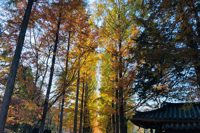 Nami+Alpaca+Garden of Morning Calm (+Rail Bike Option) - Stop 1: Alpaca World for a forest break and easy photo moments