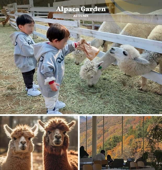 Nami Island, Railbike & Alpaca Garden Day Trip from Seoul - Key Points to Know Before You Go
