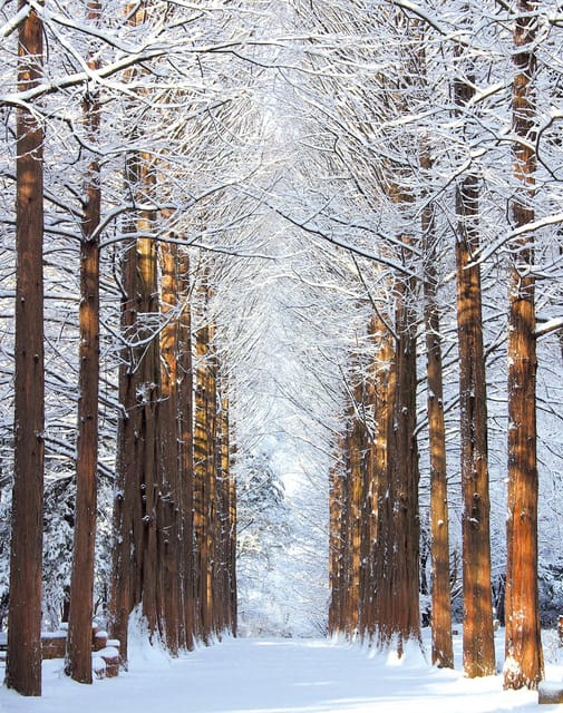 Nami Island, Railbike & Alpaca Garden Day Trip from Seoul - Optional Autumn Light Festival at The Stay Healing Park