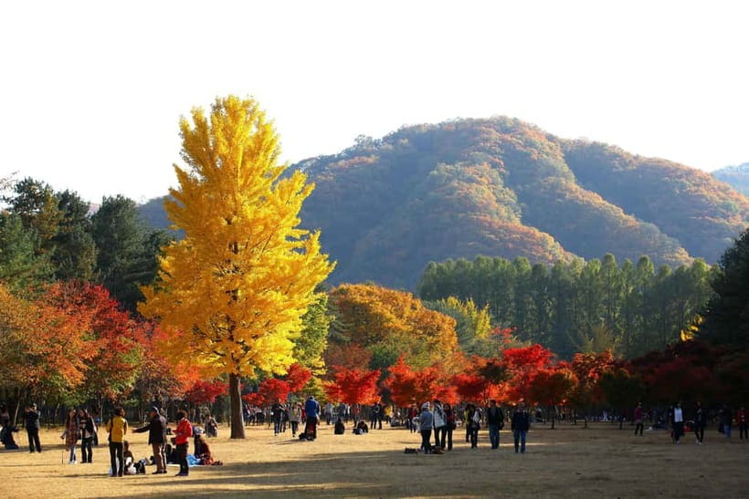 Nami & Maple Road & Theatre des Lumieres Day Tour from Seoul - Why This Day Trip Feels Worth It from Seoul