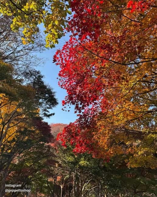Nami & Maple Road & Theatre des Lumieres Day Tour from Seoul - Lumières Light Show: When Light, Sound, and Projection Become the Main Attraction