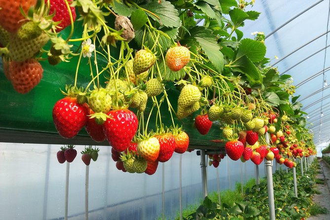 [Perfect Private Tour] Nami island, Petite France and Organic Strawberry Farm - Lunch included, and the guide helps the day run clean