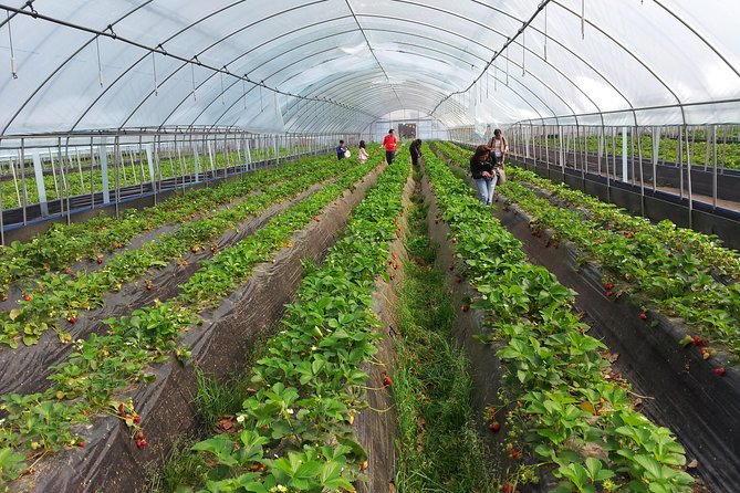 [Perfect Private Tour] Nami island, Petite France and Organic Strawberry Farm - Who this tour fits best, and who might want a different style