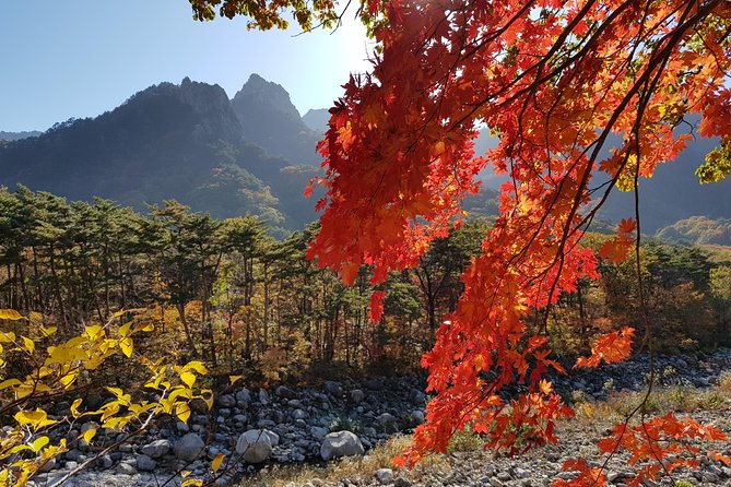 [Premium Private Tour] Mt Seorak & East Sea or Nami island from Seoul - Food, timing, and the guide power that makes this day run smoothly
