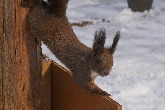 Private Tour: Nami Island& (Alpaca World 'or' Morning Calm)&Lunch - Price check: what $226 buys you (and what it does not)