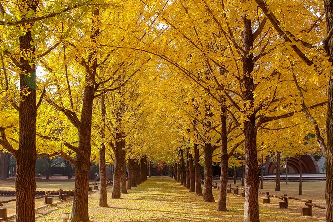 (Private tour) Nami Island + Railbike + Garden of morning calm - Nami Island forest paths, guided first then free roaming