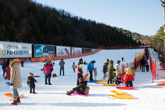 [Private Tour] Nami Island & Snow Viewing and Snow sled (More Members Less Cost) - Who this tour suits best (and who should reconsider)