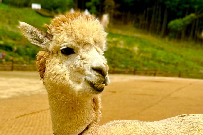 Private Tour to Alpaca world &Nami Island& Railbike with Tickets - Booking Notes That Matter Once You Arrive