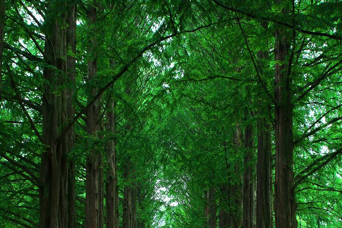 Private Tour to Alpaca world &Nami Island& Railbike with Tickets - Nami Island: Fairy Tale Vibes, Plus Real Time to Explore