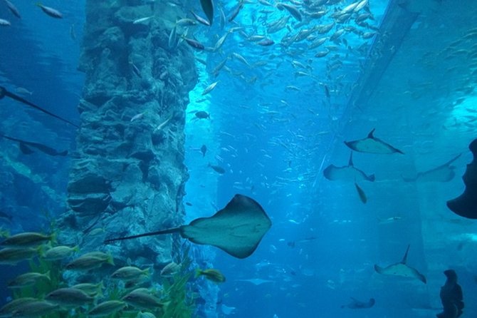 Private Tour to Lotte Tower, Aquarium and Lotte world Theme park - The private guide effect: Billy, Wookie, Han, and the pace you want
