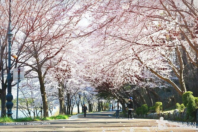 Seoraksan and Cherry Blossom Lake 1 day trip from Seoul - Why this Seoul to Seoraksan and Cherry Blossom Lake combo works
